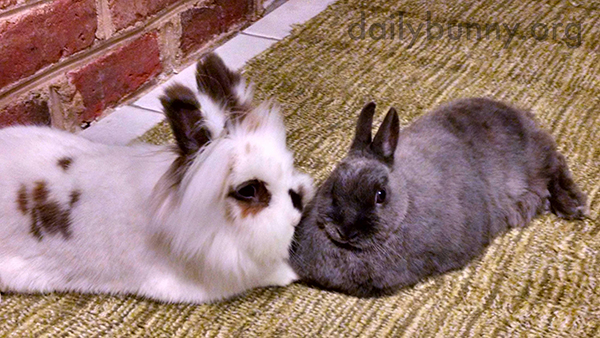 Bunnies Fluff Up and Relax Together