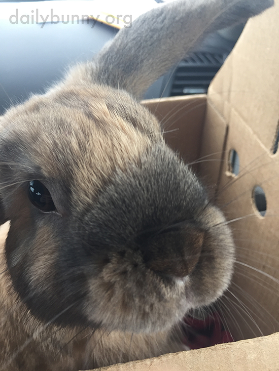 Bunny Stands Up in His Carrier