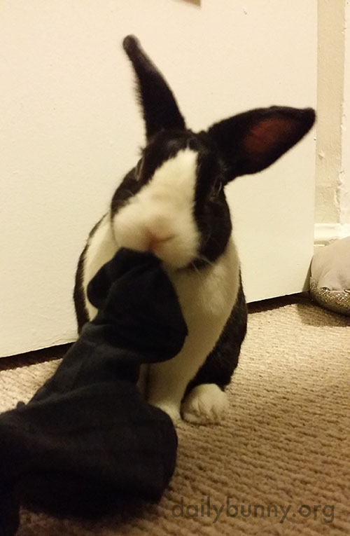 Bunny Is a Sock Nibbler!