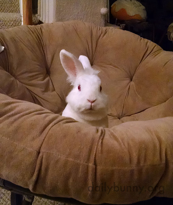 Little Bunny Has Claimed the Big Soft Chair 1