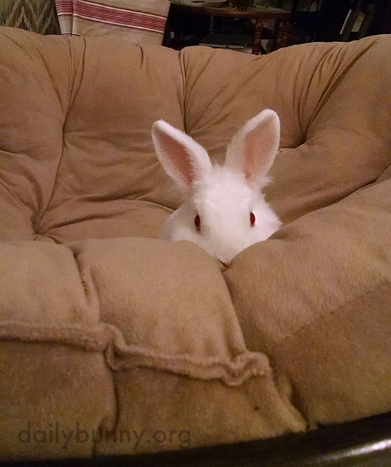 Little Bunny Has Claimed the Big Soft Chair 2