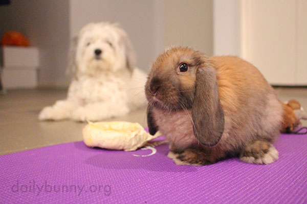 Yogi Bunny Prepares to Demonstrate the Rabbit Pose