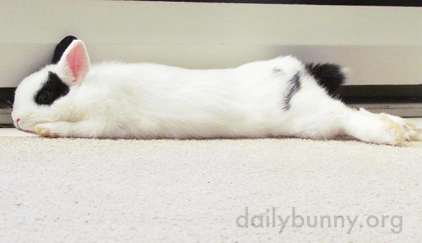 Bunny Stretches Out on the Floor After Some Exercise