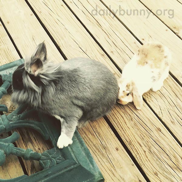 Bunny Helps Hoist Her Friend Up