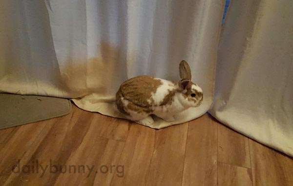 Bunnies Play Hide and Seek in the Curtains 2
