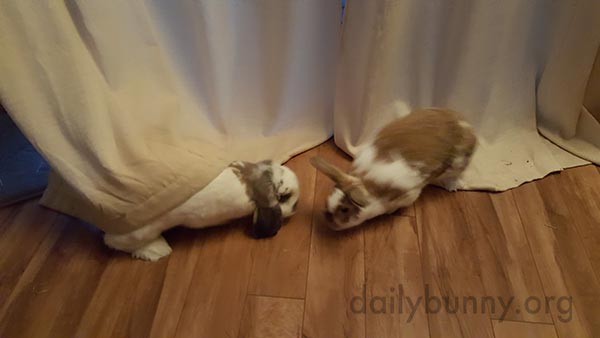 Bunnies Play Hide and Seek in the Curtains 3
