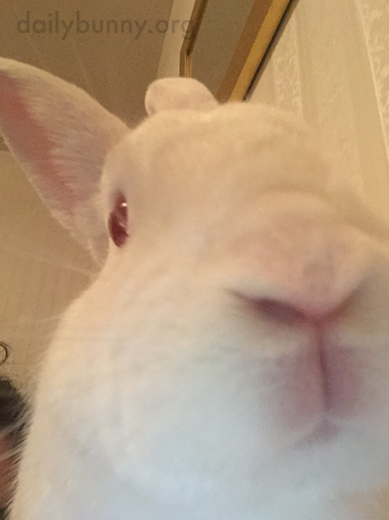 Bunny's Still Learning the Selfie Ropes