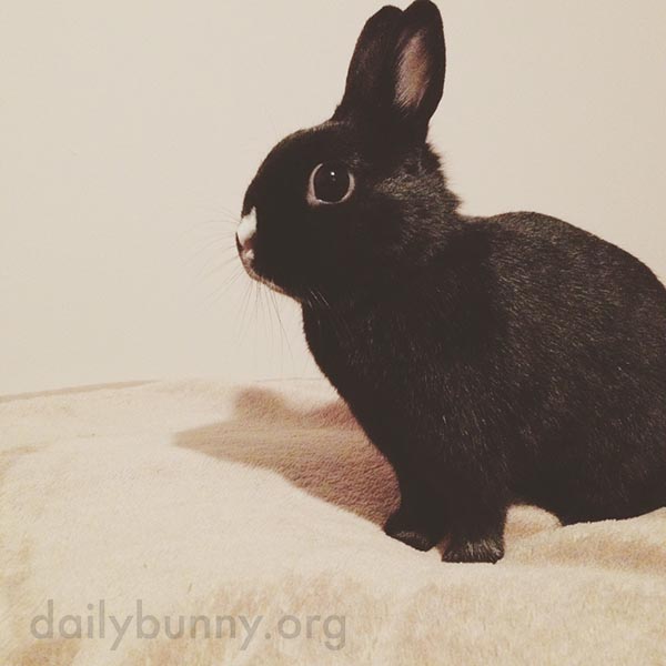 Bunny Suddenly Remembers There Are Fresh Carrots in the Crisper