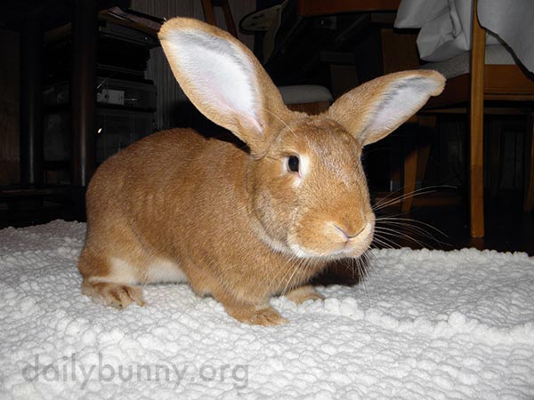Bunny's Rug Is Has a Special Texture for Optimum Traction