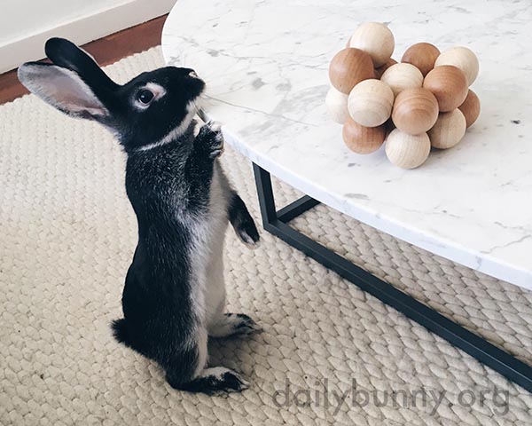 What Are Those Things, Human? Are They Edible?