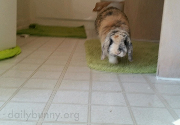 Hope Human Has a Treat Because Here Comes Bunny!