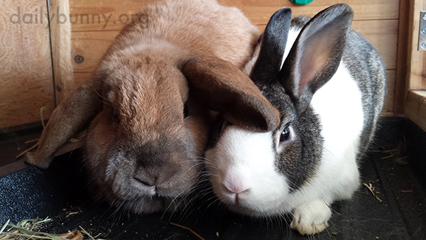 Bunnies Look Intrigued by the Possibility of Treats