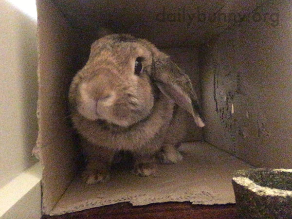 Bunny Has Been Working on Making a Window in Her Cardboard Box