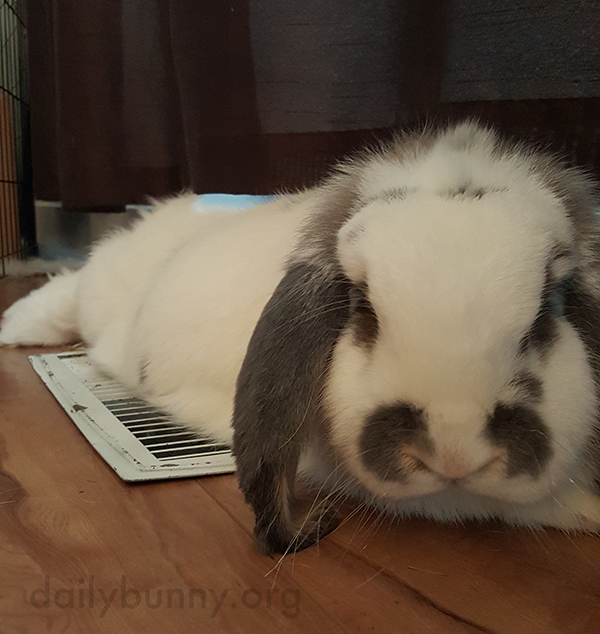 Bunny Warms Up on the Heating Vent