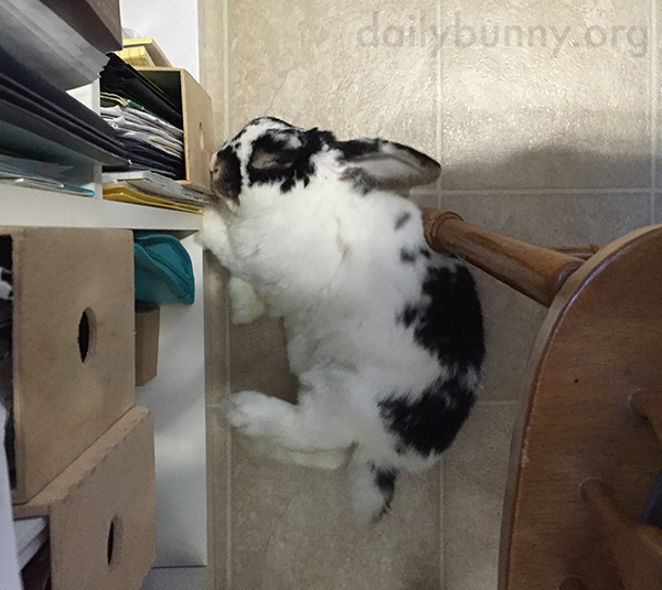 Bunny Can Sleep Even with a Chair Leg Against Her Back