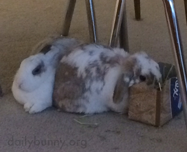 Bunny Sneaks Some Hay When His Friend Isn't Looking
