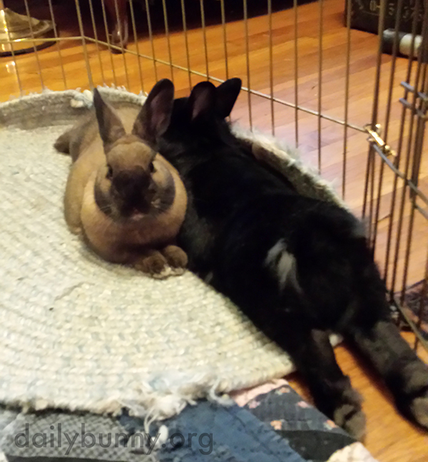 Bunnies Relax in Different Directions