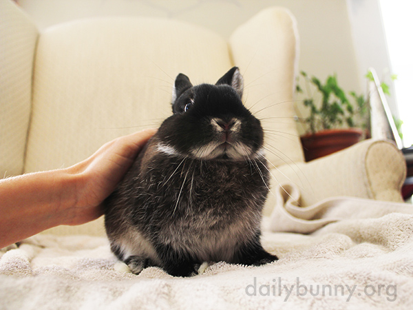 Bunny Bounces Back Up After Being Petted 1