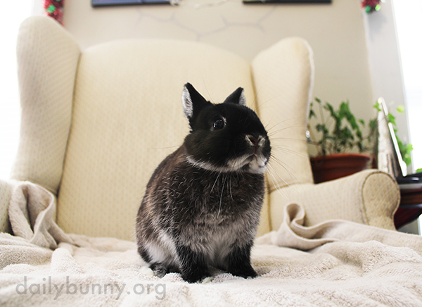 Bunny Bounces Back Up After Being Petted 2