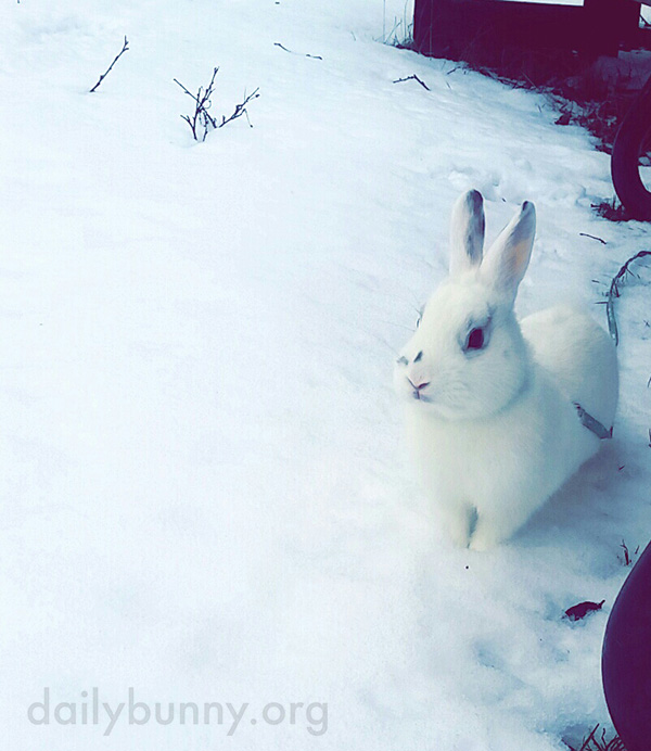 Bunny's First Snow Experience 1