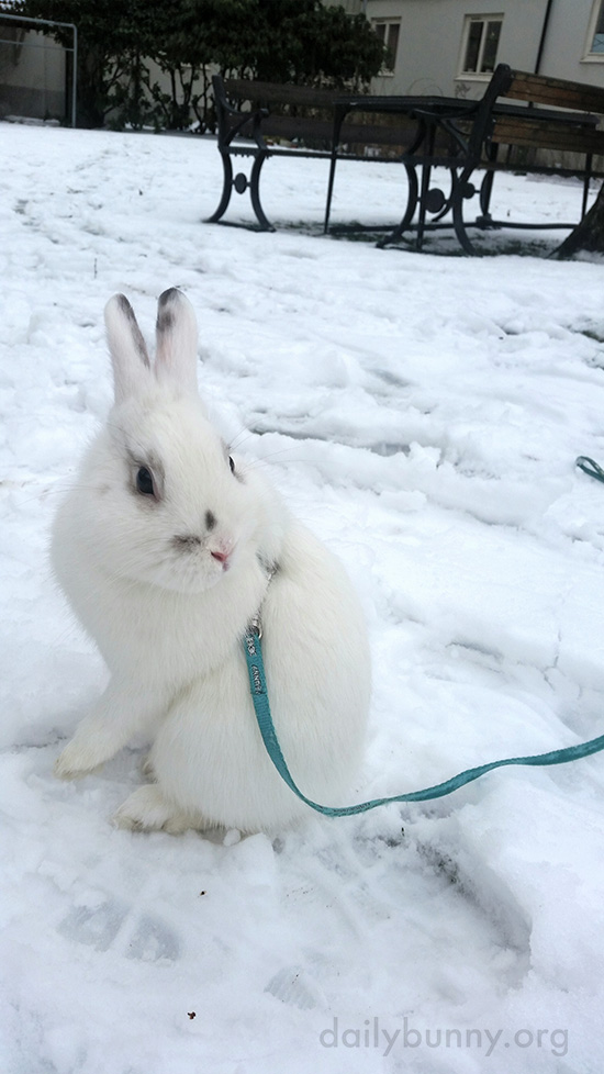 Bunny's First Snow Experience 2