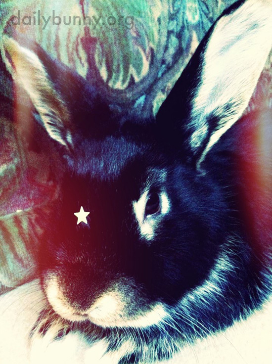 Bunny Is a Star