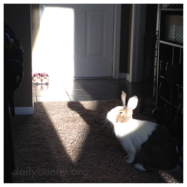 Bunny Soaks Up a Sunbeam