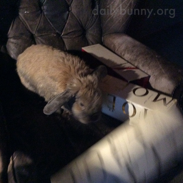 Humans Enjoy the Champagne, Bunny Enjoys the Champagne Box 3