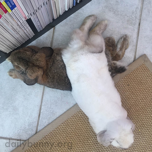 Bunny Lounges Across Her Friend