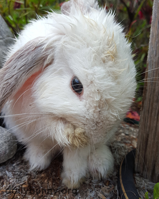 Bunny Cleans Up After a Romp Through the Sprinkler