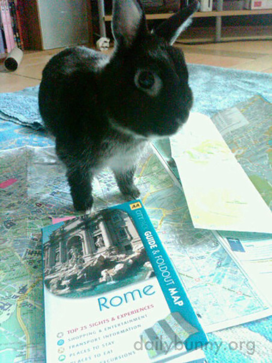Bunny Helps Human Plan a Roman Holiday