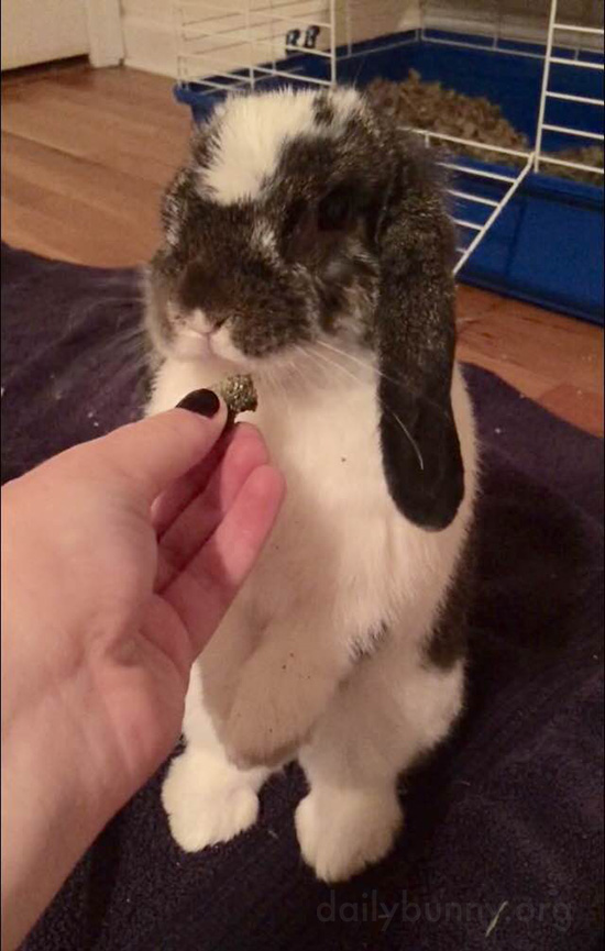 I Require a Larger Treat Than That, Human