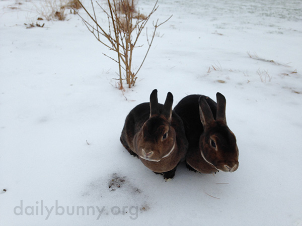 Bunnies Get Treats in the Snow 1