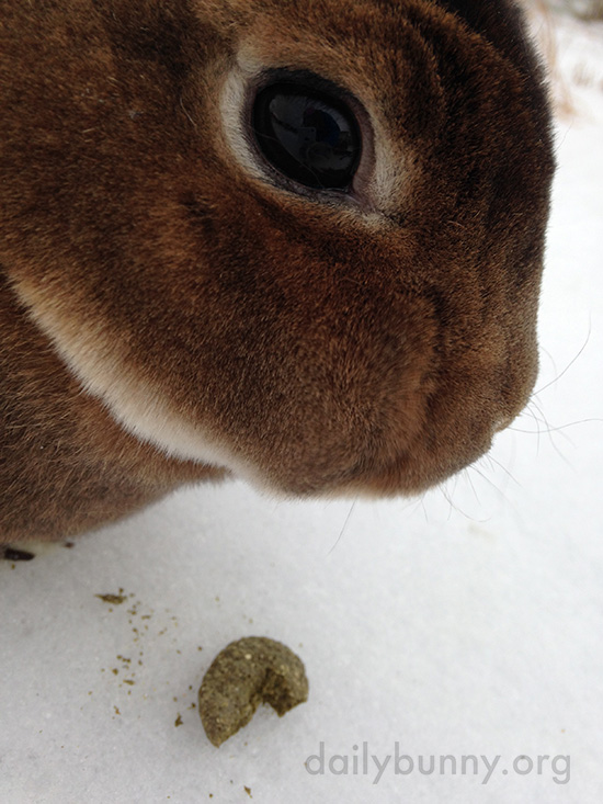 Bunnies Get Treats in the Snow 2