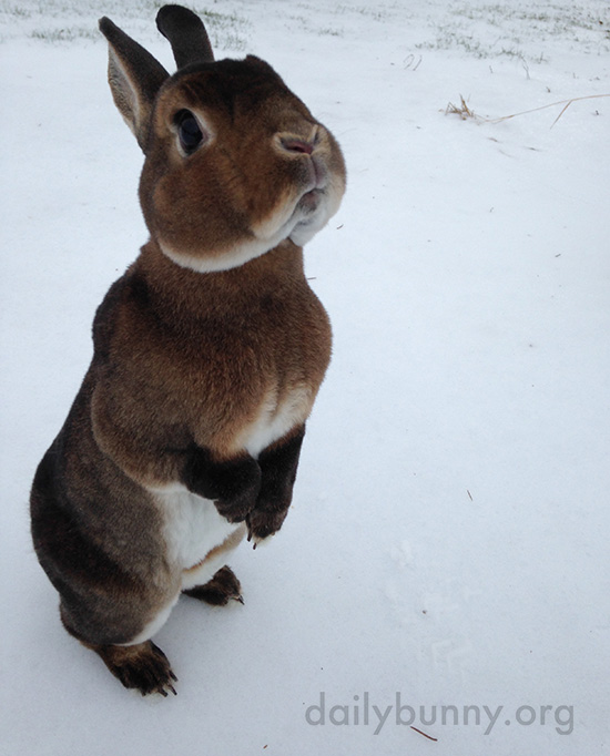 Bunnies Get Treats in the Snow 3