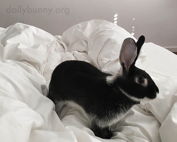 Bunny Explores the Topography of the Poofy Duvet