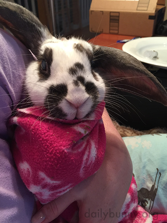 Bunny Gets Burritoed for Medicine Time