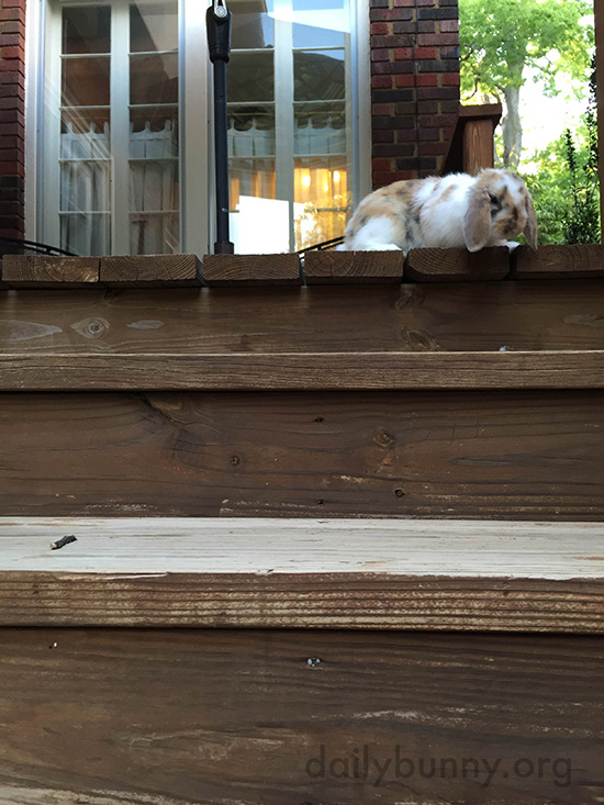 Those Big Steps Are Intimidating for Just a Little Bunny