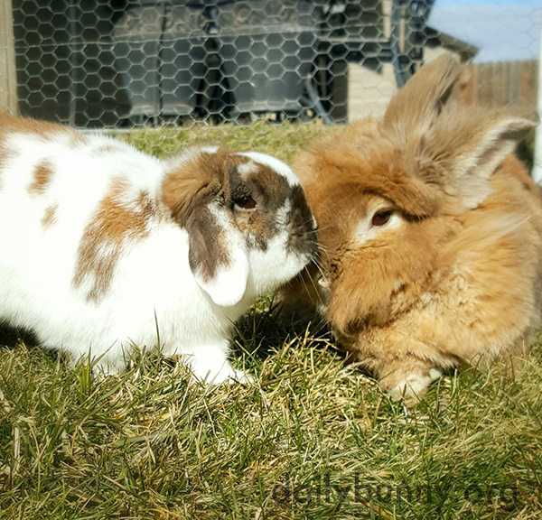 Bunny Gives Her Bonded Friend a Little Kiss