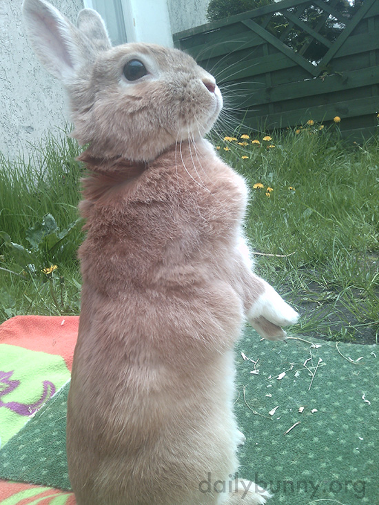 Bunny Stands Up Tall to Get a Good Look Around the Yard