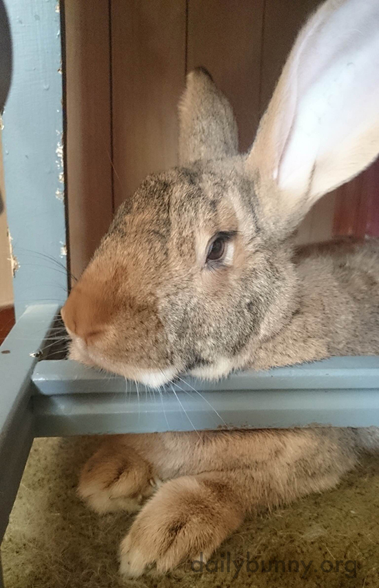 Bunny Has Found an Excellent Chinrest