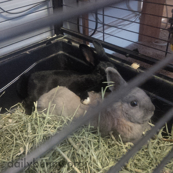 Bunny Lounges with His Arm Around His Friend
