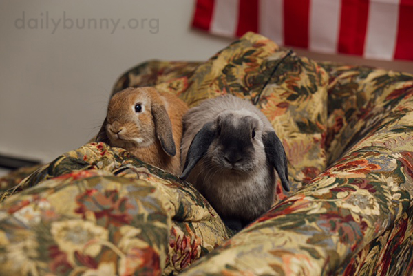 Bunnies Have Found a Very Comfy Vantage Point for Human Watching