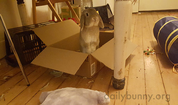 Come On, Human, Get in the Box and Let's Play!