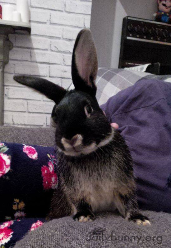Bunnies Can Vie for the Title of Biggest Ears 1