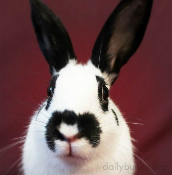 Bunnies Can Vie for the Title of Biggest Ears 2