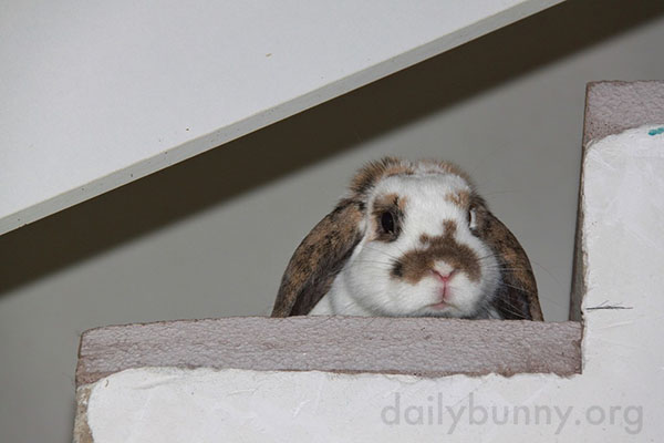 Things Look Different from Up There, Don't They, Bunny?