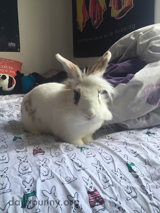 Bunny Approves of Human's Taste in Bedding 1