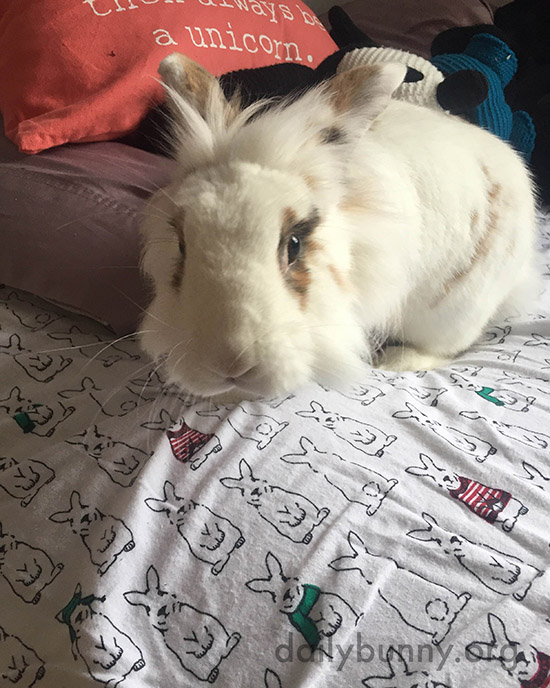 Bunny Approves of Human's Taste in Bedding 2