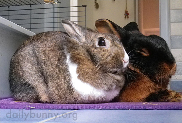 Bunnies Have a Best Friend in Each Other 1